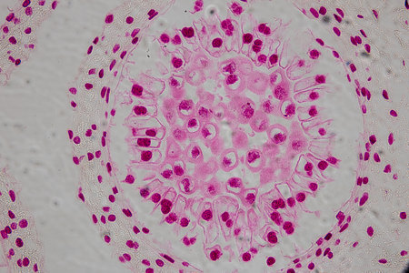 Reproductive cells of Flowering Plants under microscopic.