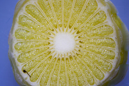 Reproductive cells of Flowering Plants under microscopic.の写真素材