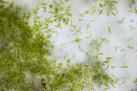 Euglena is a genus of single cell flagellate eukaryotes under microscopic view for study.の写真素材