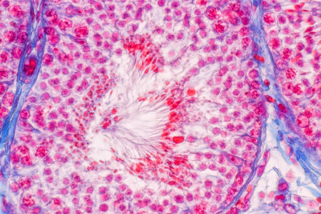 Anatomy and Histological Epididymis and Testis human cells under microscope.
