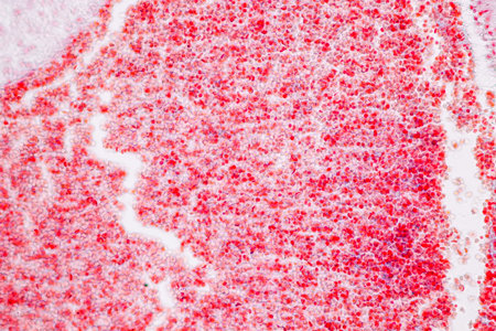 Histological Uterus human, Uterine tube human, Placenta human and Umbilical cord Human under the microscope for education.の写真素材