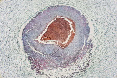 Histological Uterus human, Uterine tube human, Placenta human and Umbilical cord Human under the microscope for education.の写真素材