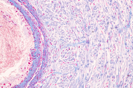 Histological Spermatic cord human, Seminal vesicle human, Prostate human and Human chromosomes under...