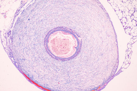Histological Spermatic cord human, Seminal vesicle human, Prostate human and Human chromosomes under...
