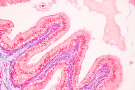 Histological Spermatic cord human, Seminal vesicle human, Prostate human and Human chromosomes under...
