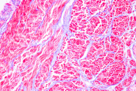 Histological Spermatic cord human, Seminal vesicle human, Prostate human and Human chromosomes under...