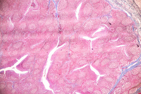 Anatomy and Histological Bone, Elastic cartilage human and Joint of human foetus under the...