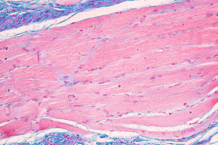 Anatomy and Histological Bone, Elastic cartilage human and Joint of human foetus under the microscope for education.の写真素材