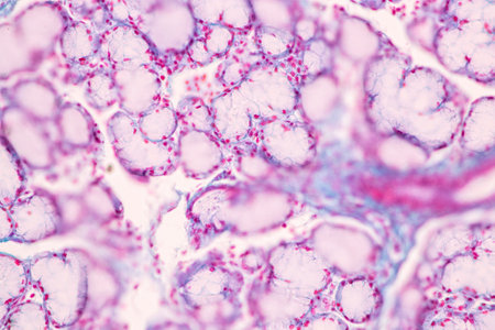 Anatomy and Histological Bone, Elastic cartilage human and Joint of human foetus under the microscope for education.の写真素材