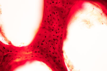 Anatomy and Histological Bone, Elastic cartilage human and Joint of human foetus under the microscope for education.の写真素材