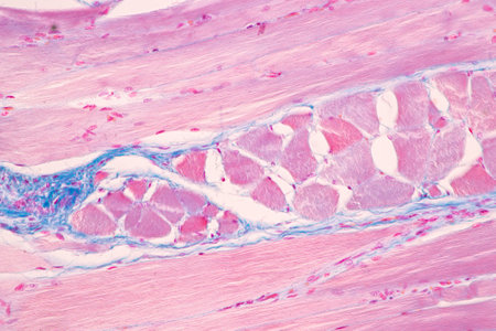Anatomy and Histological Bone, Elastic cartilage human and Joint of human foetus under the microscope for education.の写真素材