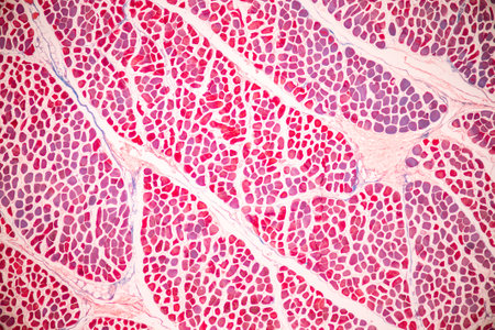 Anatomy and Histological Bone, Elastic cartilage human and Joint of human foetus under the microscope for education.の写真素材
