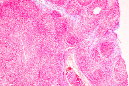 Anatomy and Histological Bone, Elastic cartilage human and Joint of human foetus under the...