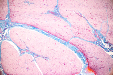 Anatomy and Histological Bone, Elastic cartilage human and Joint of human foetus under the microscope for education.の写真素材