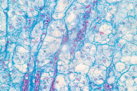Showing Light micrograph of the Adrenal gland and Urinary bladder human under the microscope for...