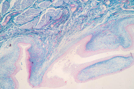 Showing Light micrograph of the Adrenal gland and Urinary bladder human under the microscope for...