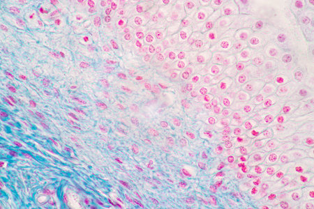 Showing Light micrograph of the Adrenal gland and Urinary bladder human under the microscope for education in the laboratory.の写真素材