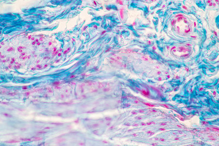 Showing Light micrograph of the Adrenal gland and Urinary bladder human under the microscope for...