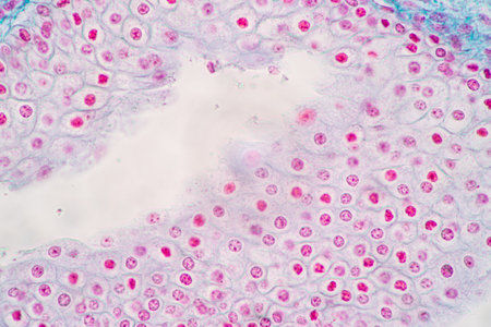 Showing Light micrograph of the Adrenal gland and Urinary bladder human under the microscope for...