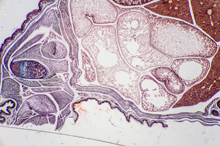 The study of tissue samples of Trachea of Cat, Epididymis, Prostate, Uterus with embryo of rat and Mammary gland cow  under the microscope in Lab.の写真素材