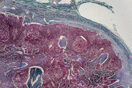 The study of tissue samples of Trachea of Cat, Epididymis, Prostate, Uterus with embryo of rat and...
