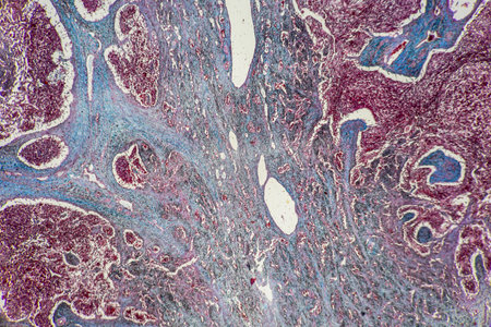 The study of tissue samples of Trachea of Cat, Epididymis, Prostate, Uterus with embryo of rat and...