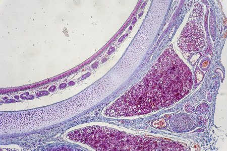The study of tissue samples of Trachea of Cat, Epididymis, Prostate, Uterus with embryo of rat and Mammary gland cow  under the microscope in Lab.の写真素材