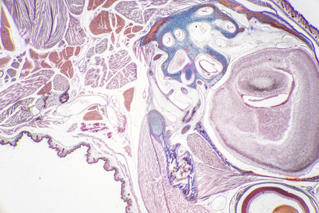 The study of tissue samples of Trachea of Cat, Epididymis, Prostate, Uterus with embryo of rat and...