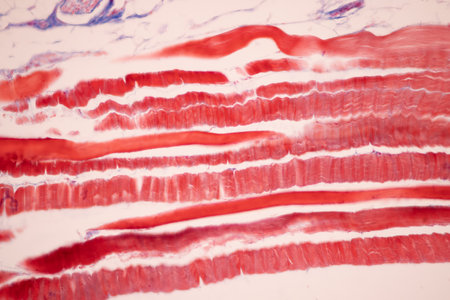 Striated muscle human under the microscope for education.の写真素材