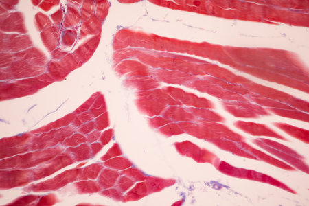 Striated muscle human under the microscope for education.の写真素材