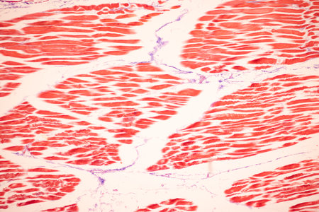 Striated muscle human under the microscope for education.