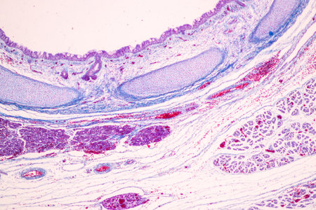 Showing Light micrograph of the Trachea, Thymus, Parathyroid gland and Tonsil  human under the microscope for education in the laboratory.の写真素材
