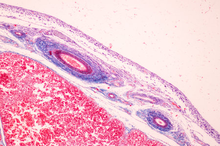 Showing Light micrograph of the Trachea, Thymus, Parathyroid gland and Tonsil  human under the microscope for education in the laboratory.の写真素材