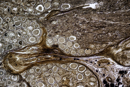 Showing Light micrograph Type of Tissue Human under the microscope in Lab.の写真素材