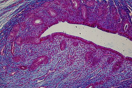 Showing Light micrograph Type of Tissue Human under the microscope in Lab.