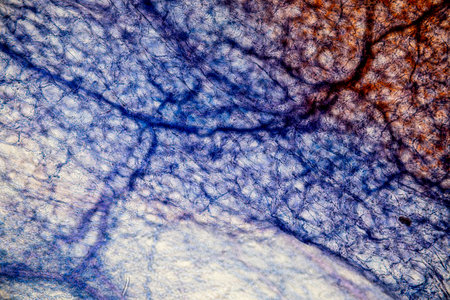 Showing Light micrograph Type of Tissue Human under the microscope in Lab.の写真素材