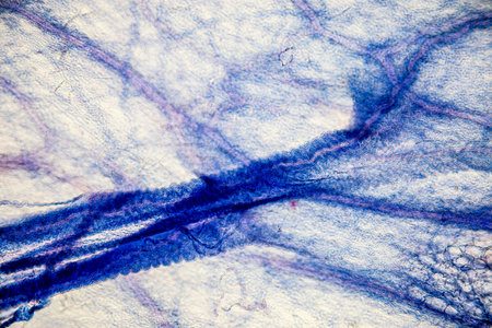 Showing Light micrograph Type of Tissue Human under the microscope in Lab.