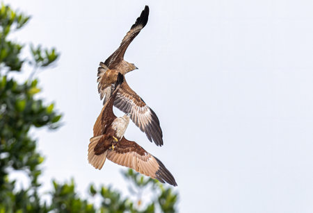 The beautiful flight characteristics of Brahminy Kite, White-bellied Sea-eagle, and Osprey in Thailand.の写真素材