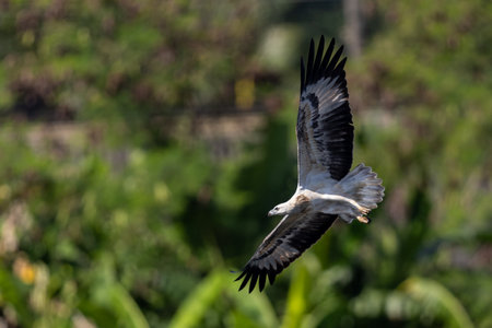 The beautiful flight characteristics of Brahminy Kite, White-bellied Sea-eagle, and Osprey in Thailand.の写真素材