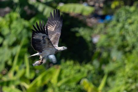 The beautiful flight characteristics of Brahminy Kite, White-bellied Sea-eagle, and Osprey in Thailand.の写真素材