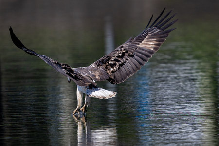 The beautiful flight characteristics of Brahminy Kite, White-bellied Sea-eagle, and Osprey in...