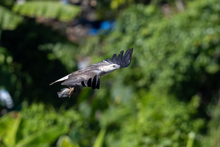 The beautiful flight characteristics of Brahminy Kite, White-bellied Sea-eagle, and Osprey in...