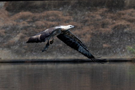 The beautiful flight characteristics of Brahminy Kite, White-bellied Sea-eagle, and Osprey in...