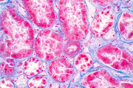 Structure of Tissue of Spleen Human, Liver Human and Kidney Human under the microscope in Lab.の写真素材