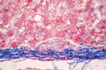 Structure of Tissue of Spleen Human, Liver Human and Kidney Human under the microscope in Lab.の写真素材