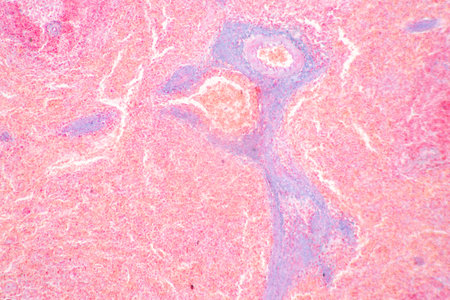 Structure of Tissue of Spleen Human, Liver Human and Kidney Human under the microscope in Lab.の写真素材