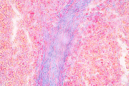 Structure of Tissue of Spleen Human, Liver Human and Kidney Human under the microscope in Lab.の写真素材
