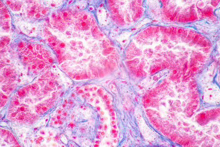 Structure of Tissue of Spleen Human, Liver Human and Kidney Human under the microscope in Lab.の写真素材