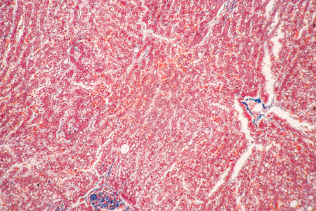 Structure of Tissue of Spleen Human, Liver Human and Kidney Human under the microscope in Lab.の写真素材