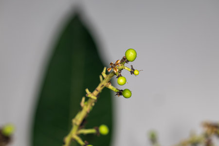 Plant Structure of Flowers, Fruits and Seeds in Laboratory.
